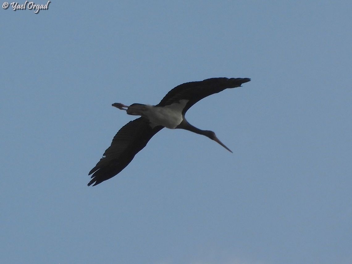 Black Stork really impressive in migration Black Stork,Ciconia nigra,Fall,Geotagged,Israel