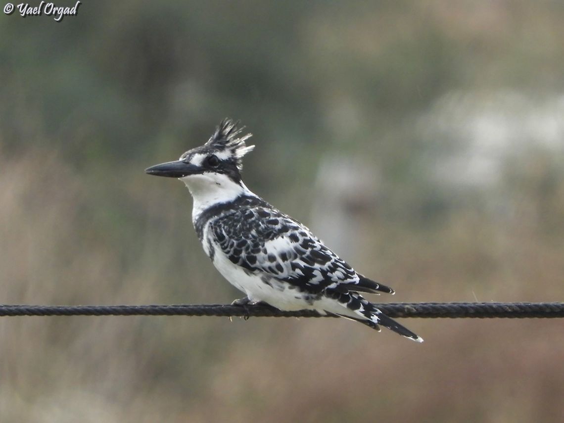 Ceryle rudis  Ceryle rudis,Fall,Geotagged,Israel,Pied Kingfisher