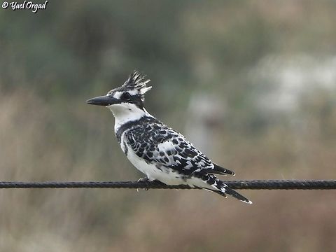 Ceryle rudis  Ceryle rudis,Fall,Geotagged,Israel,Pied Kingfisher