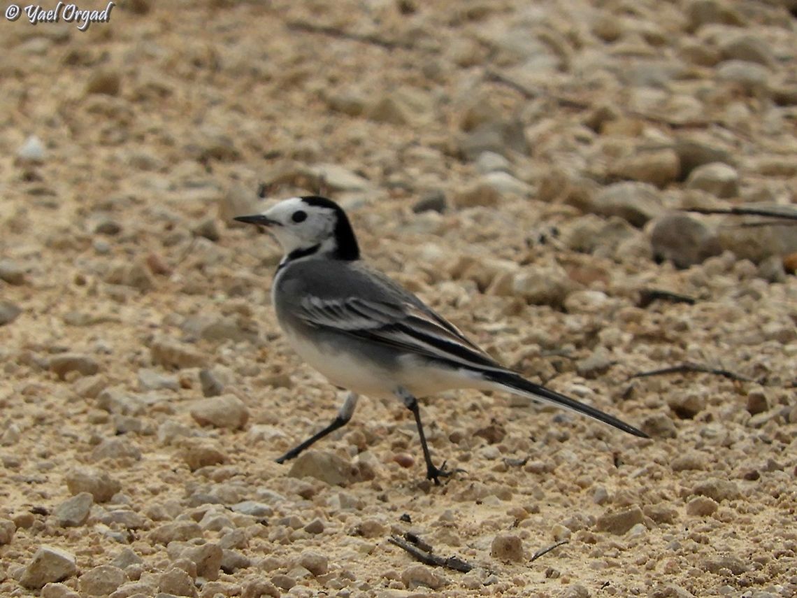 White Wagtail  Fall,Geotagged,Israel,Motacilla alba,White wagtail