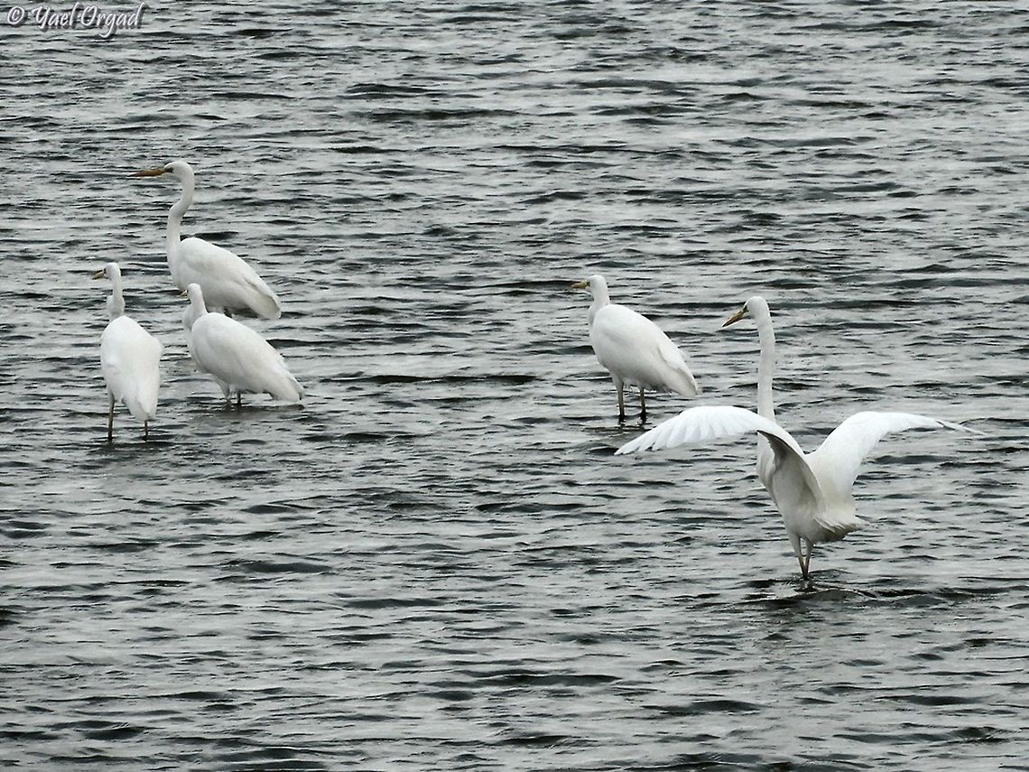 Great Egrets  Ardea alba,Fall,Geotagged,Great egret,Israel