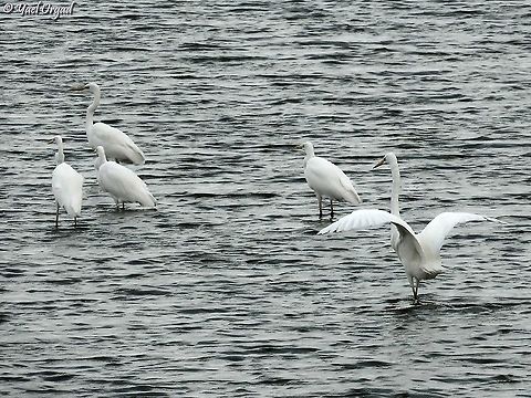 Great Egrets  Ardea alba,Fall,Geotagged,Great egret,Israel