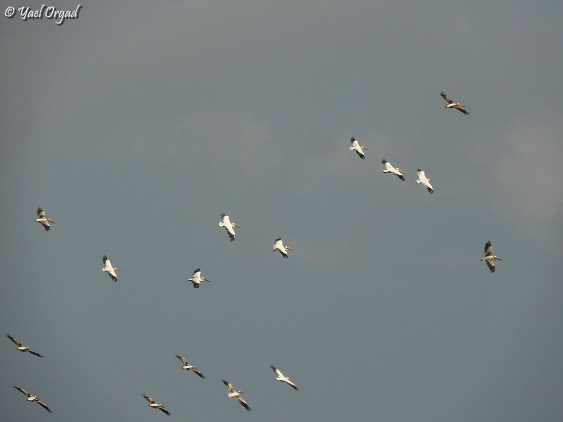 always impressive to see Pelicans migrating! 10s of thousands pass through Israel twice a year: they spend summer and nest in Europe and North Asia, but they spend winter in Africa. the migrating routes are over Israel, so we see them twice a year.  Fall,Geotagged,Great white pelican,Israel,Pelecanus onocrotalus