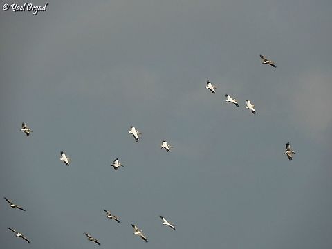always impressive to see Pelicans migrating! 10s of thousands pass through Israel twice a year: they spend summer and nest in Europe and North Asia, but they spend winter in Africa. the migrating routes are over Israel, so we see them twice a year.  Fall,Geotagged,Great white pelican,Israel,Pelecanus onocrotalus