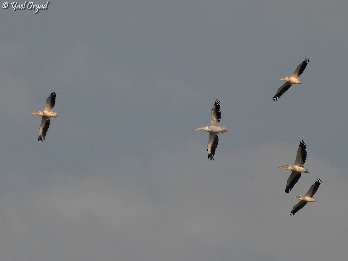 Pelicans  Fall,Geotagged,Great white pelican,Israel,Pelecanus onocrotalus