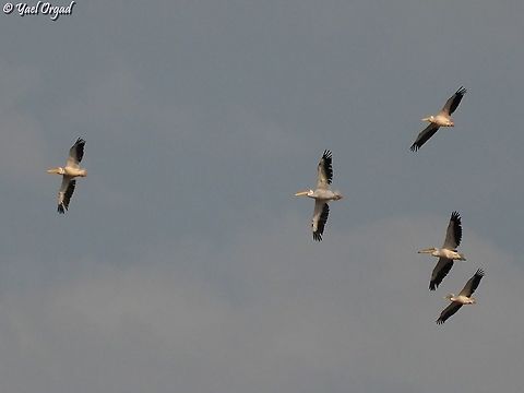 Pelicans  Fall,Geotagged,Great white pelican,Israel,Pelecanus onocrotalus