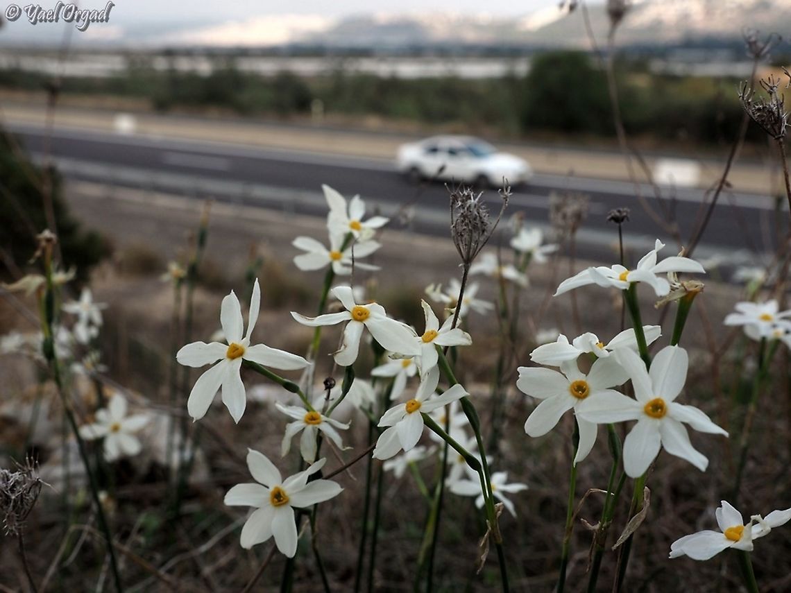 just above the highway!  Fall,Geotagged,Israel,Narcissus obsoletus