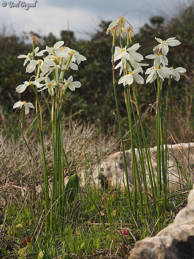 Narcissus obsoletus  Fall,Geotagged,Israel,Narcissus obsoletus