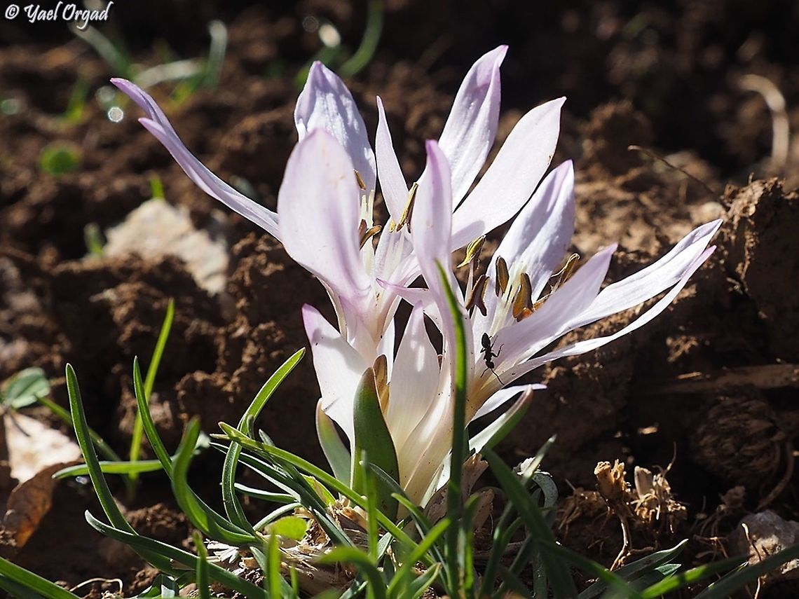 Colchicum szovitsii - short-leaved Colchicum here you can see its short leaves Colchicum szovitsii