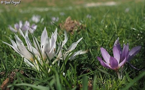 Colchicum szovitsii in white and pink  Colchicum szovitsii,Fall,Geotagged
