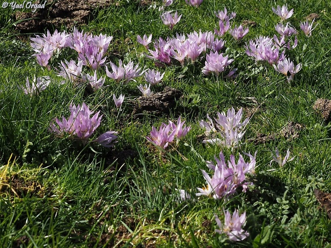 Colchicum szovitsii  Colchicum szovitsii,Fall,Geotagged