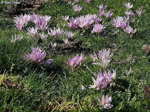 Colchicum szovitsii  Colchicum szovitsii,Fall,Geotagged