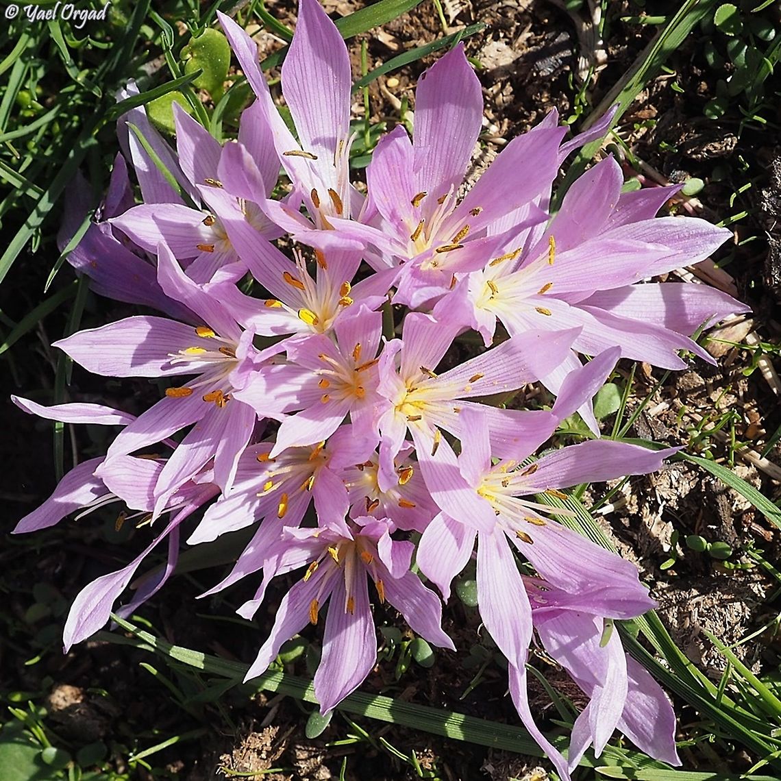 Colchicum szovitsii  Colchicum szovitsii,Fall,Geotagged