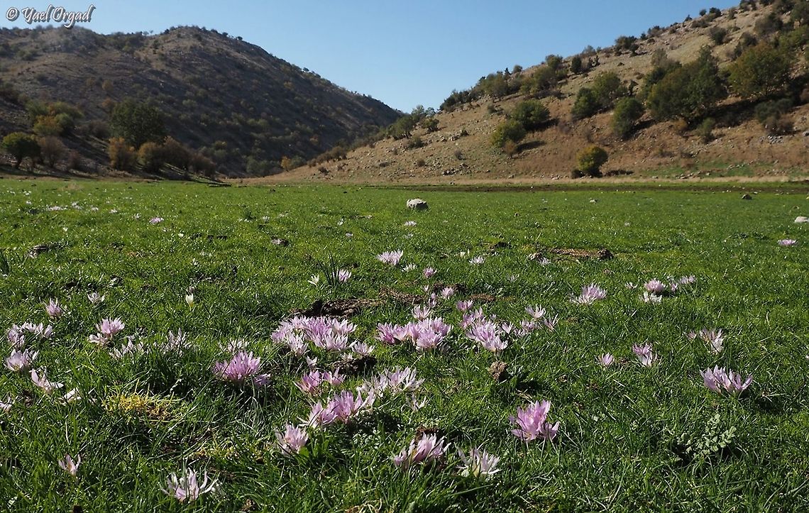 Colchicum szovitsii I know Ori uploaded similar pictures not long ago, but it's such a beautiful place - I had to upload  pictures as well :-)  Colchicum szovitsii,Fall,Geotagged