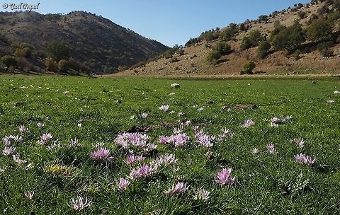Colchicum szovitsii I know Ori uploaded similar pictures not long ago, but it's such a beautiful place - I had to upload  pictures as well :-)  Colchicum szovitsii,Fall,Geotagged