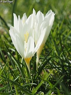 Crocus ochroleucus  Crocus ochroleucus,Fall,Geotagged
