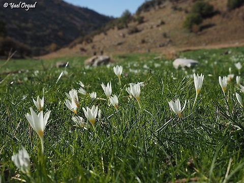 Crocus ochroleucus  Crocus ochroleucus,Fall,Geotagged