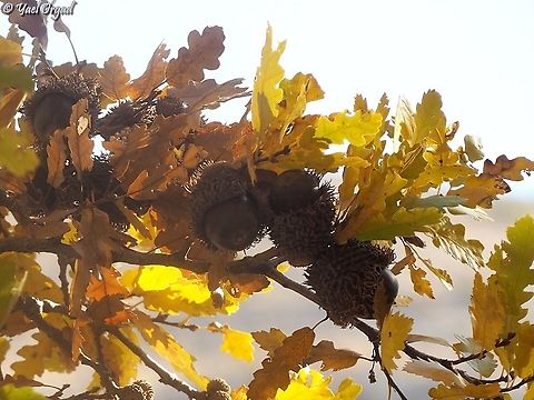 Quercus look with fall colors  Israel,Mount Hermon,Quercus look