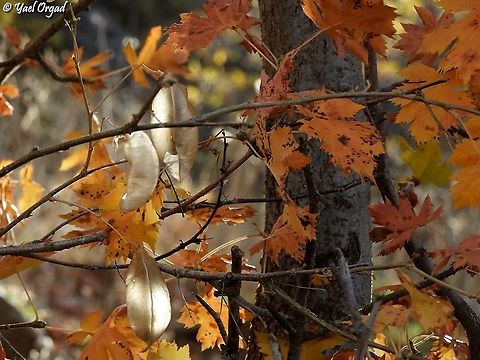 Colutea cilicica fruit with Sorbus torminalis fall leaves  Colutea cilicica,Fall,Geotagged