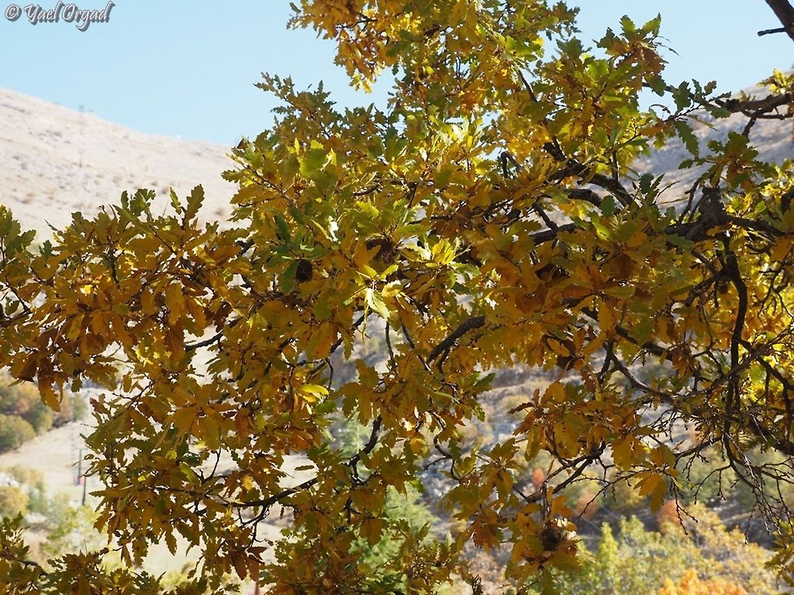 Quercus look  Fall,Geotagged,Quercus look