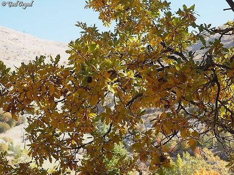 Quercus look  Fall,Geotagged,Quercus look
