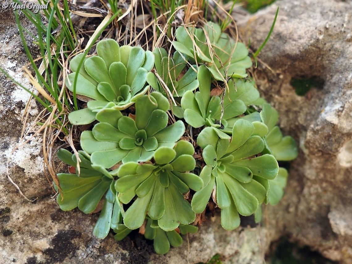 Rosularia sempervivum subsp. libanotica  Israel,Mount Hermon,Rosularia sempervivum,Rosularia sempervivum subsp. libanotica