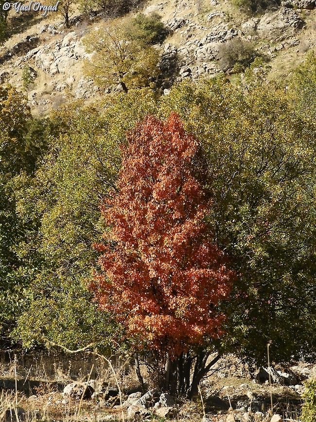 Sorbus torminalis  Israel,Mount Hermon,Sorbus torminalis,Wild service tree