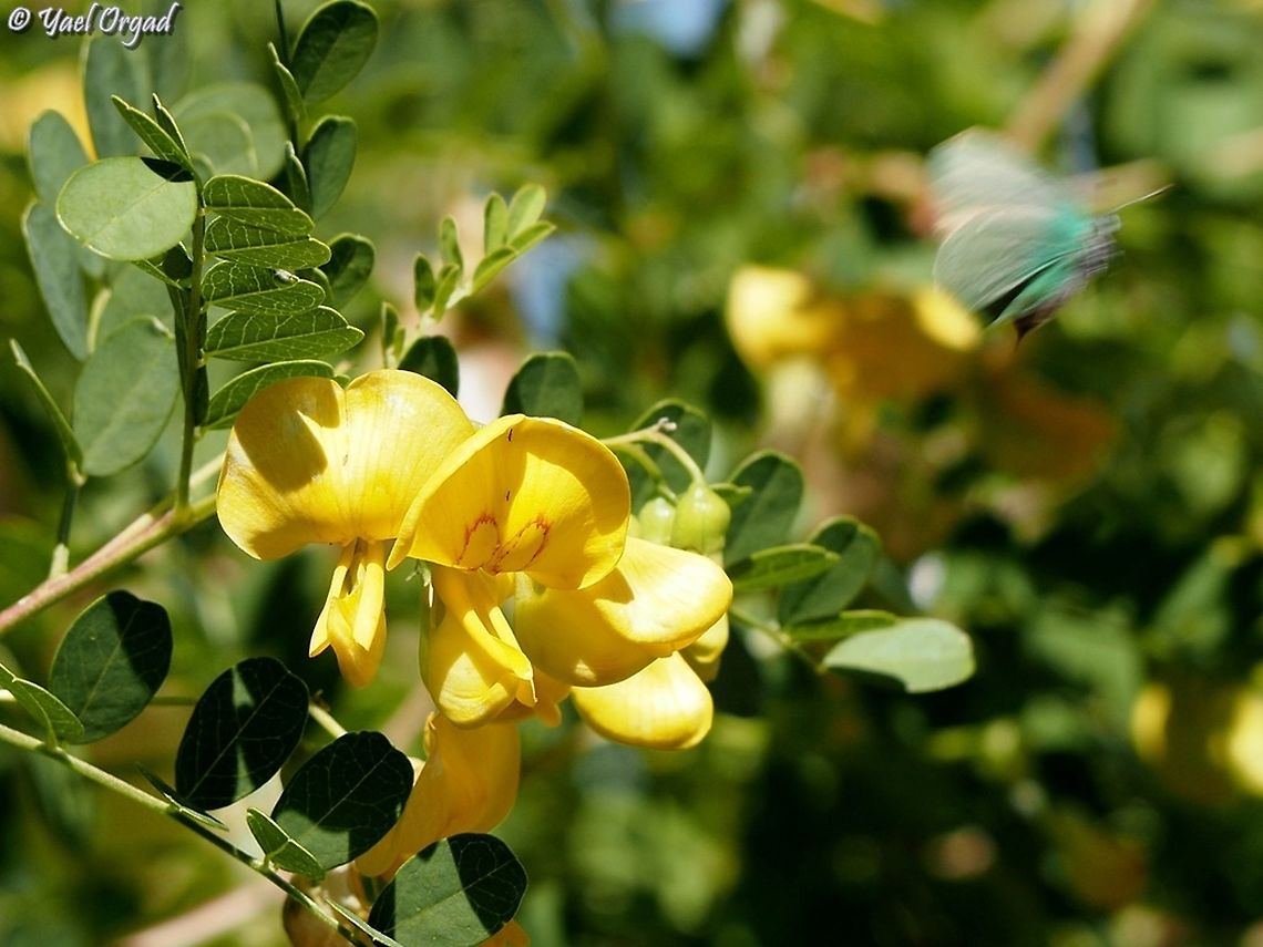 Colutea cilicica and Callophrys herculeana butterfly flying away from it...  Callophrys herculeana,Colutea cilicica,Israel,Mount Hermon