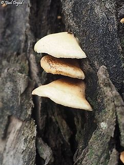 Crepidotus mollis grows on Eucalyptus trees Crepidotus mollis,Fall,Geotagged,Israel,Soft Slipper