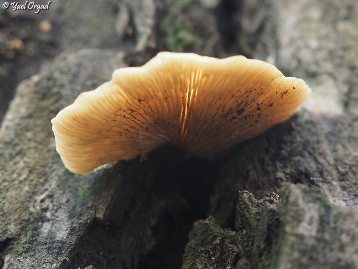 Crepidotus mollis  Crepidotus mollis,Fall,Geotagged,Israel,Soft Slipper