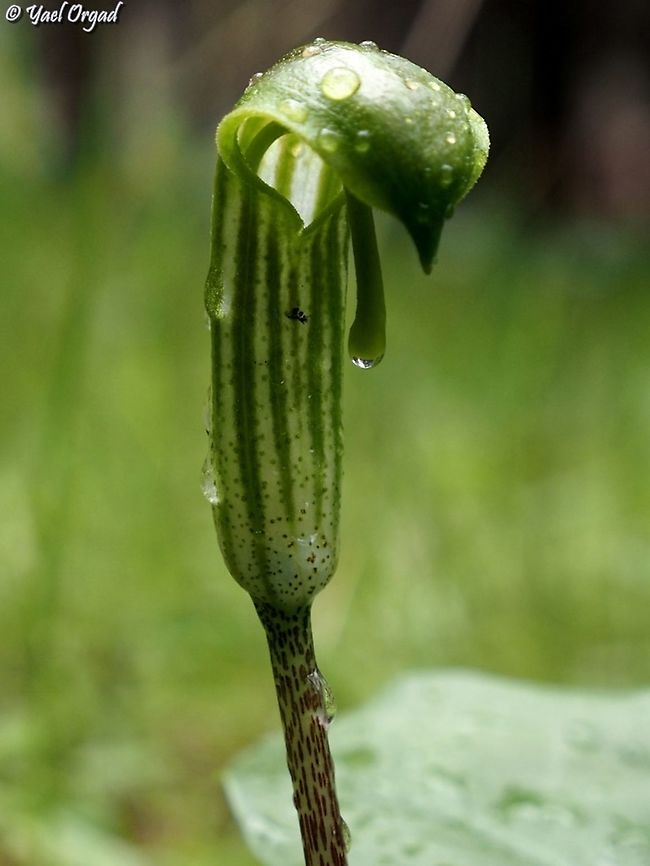 Arisarum vulgare  Arisarum vulgare,Fall,Geotagged,Israel