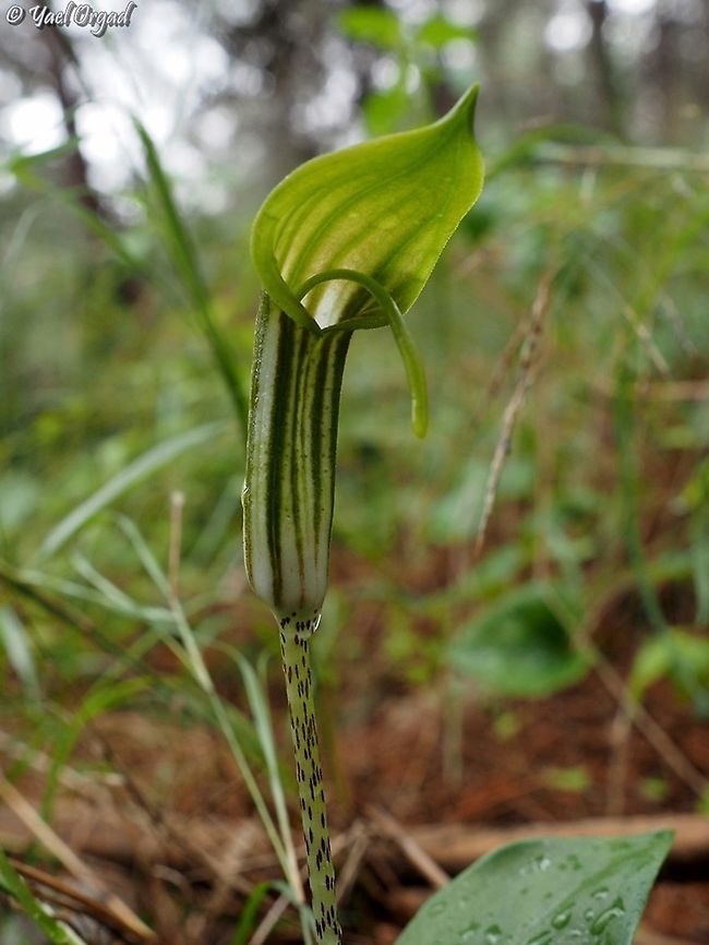 Arisarum vulgare  Arisarum vulgare,Fall,Geotagged,Israel