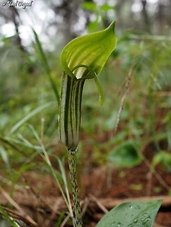 Arisarum vulgare  Arisarum vulgare,Fall,Geotagged,Israel