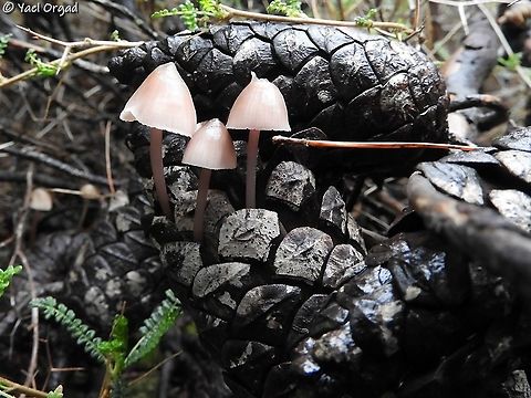 Mycena seynii  Geotagged,Israel,Mycena,Mycena seynii,Winter