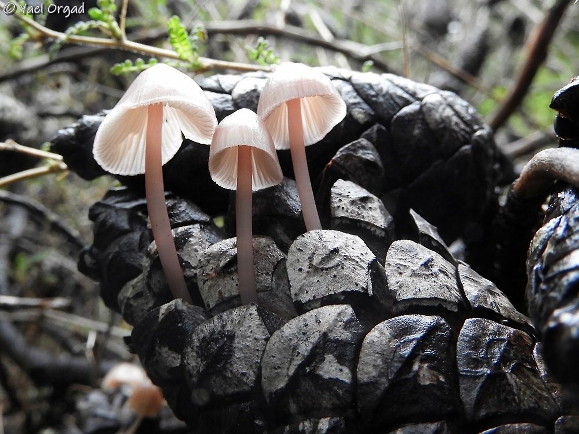 Mycena seynii  Geotagged,Israel,Mycena,Mycena seynii,Winter