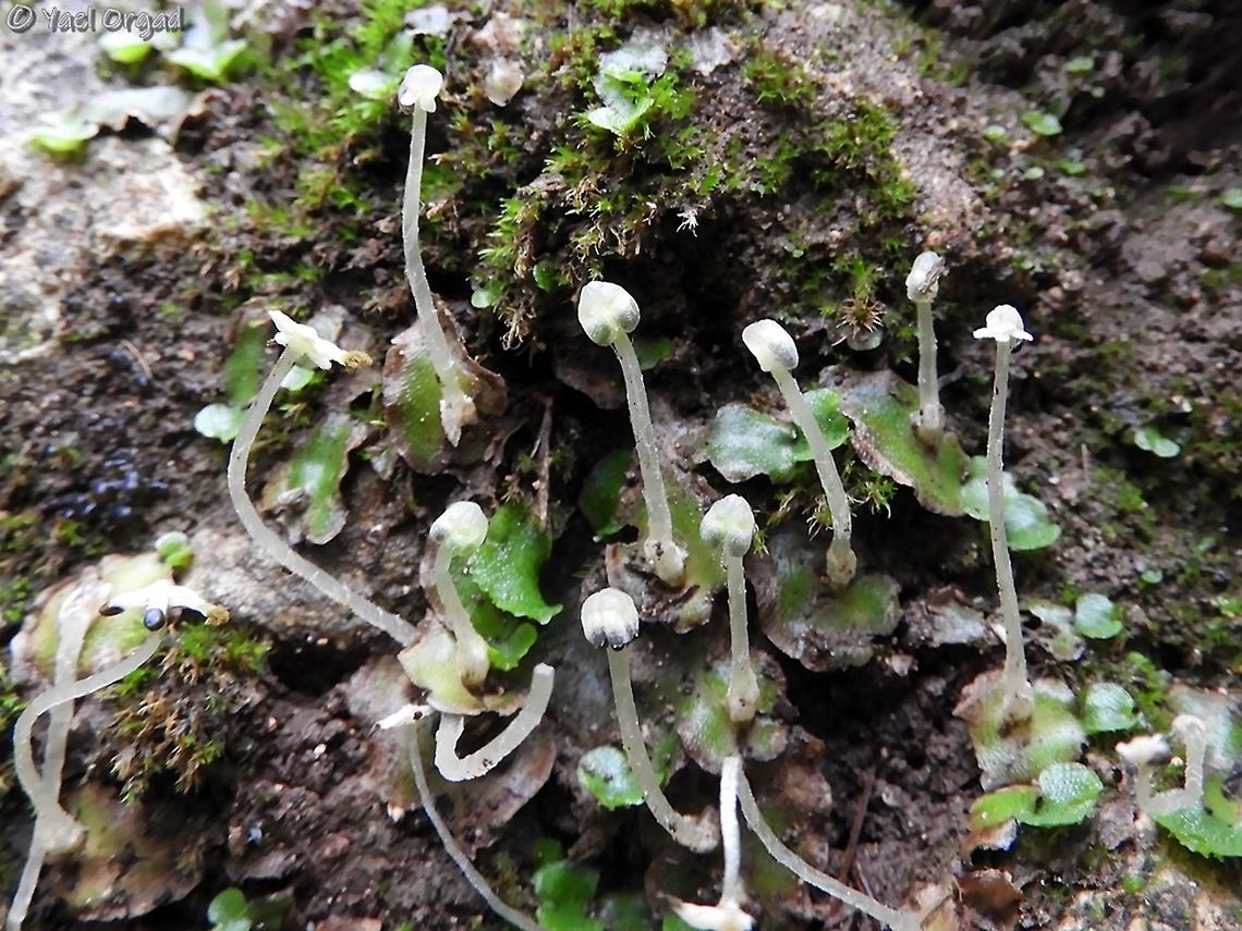 Lunularia cruciata  Geotagged,Israel,Lunularia,Lunularia cruciata,Winter