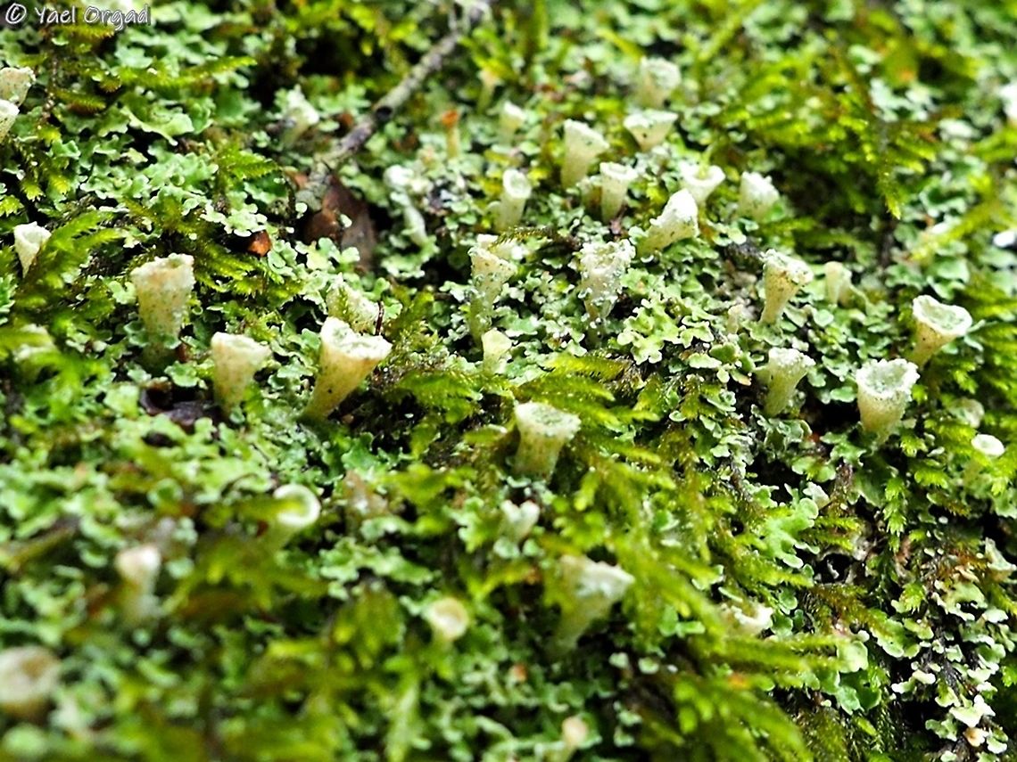 Cladonia pocillum  Cladonia pocillum,Geotagged,Israel,Winter