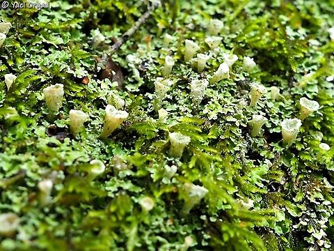 Cladonia pocillum  Cladonia pocillum,Geotagged,Israel,Winter
