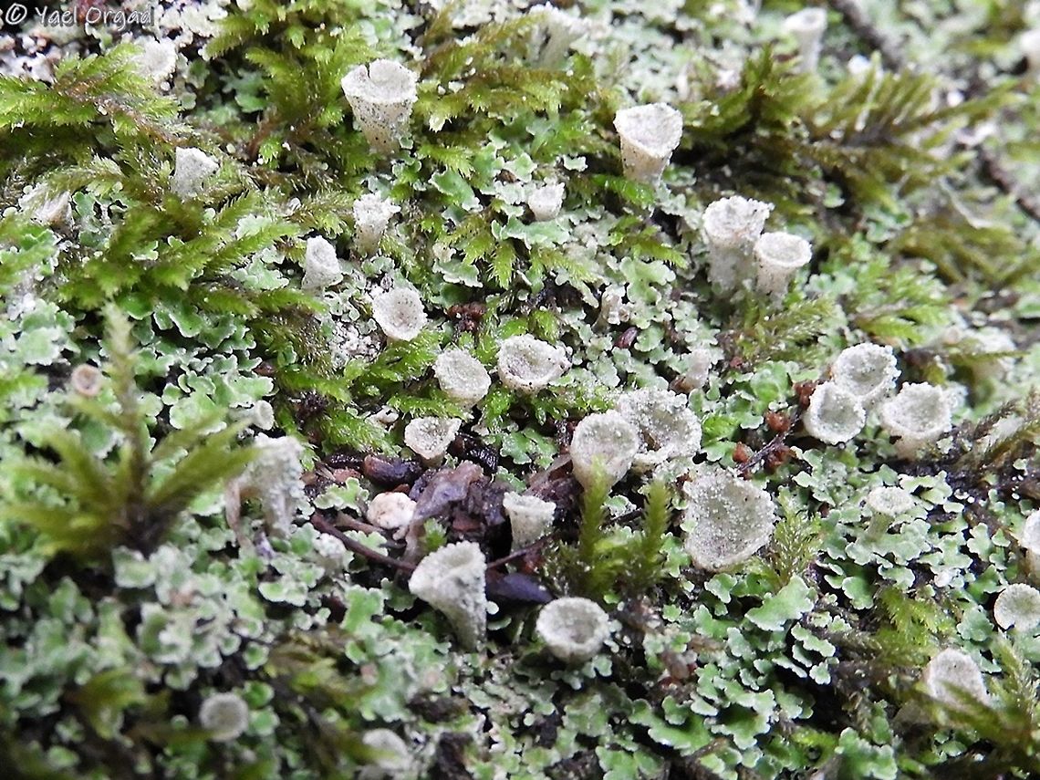 Cladonia pocillum  Cladonia pocillum,Geotagged,Israel,Winter