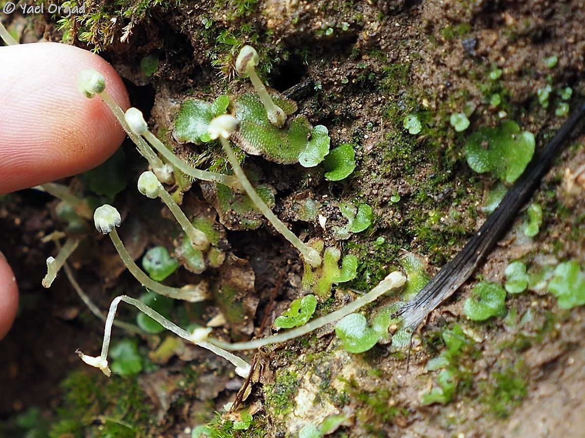 Lunularia cruciata  Geotagged,Israel,Lunularia,Lunularia cruciata,Winter