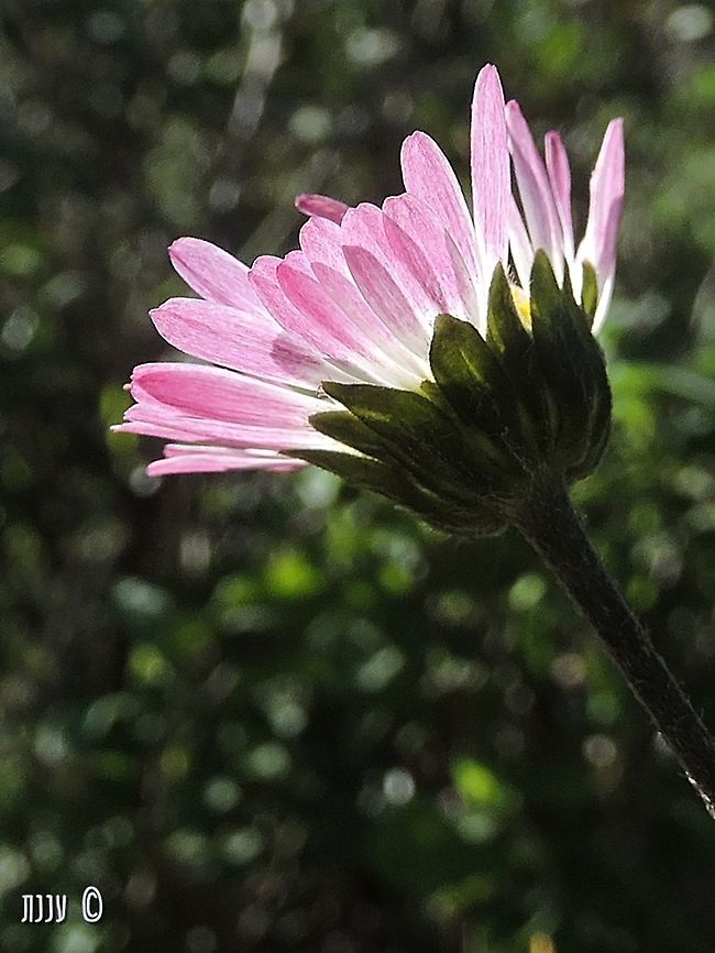 Bellis sylvestris usually it&#039;s pink from below :-)  Bellis sylvestris,Geotagged,Israel,Winter