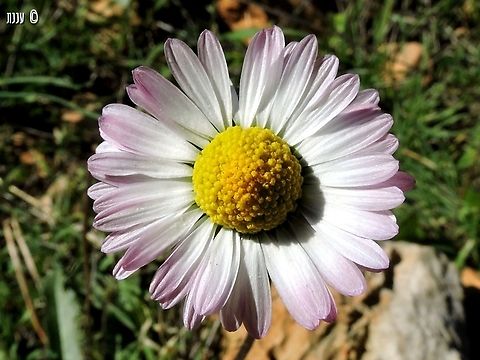 Bellis sylvestris  Bellis sylvestris,Geotagged,Israel,Winter