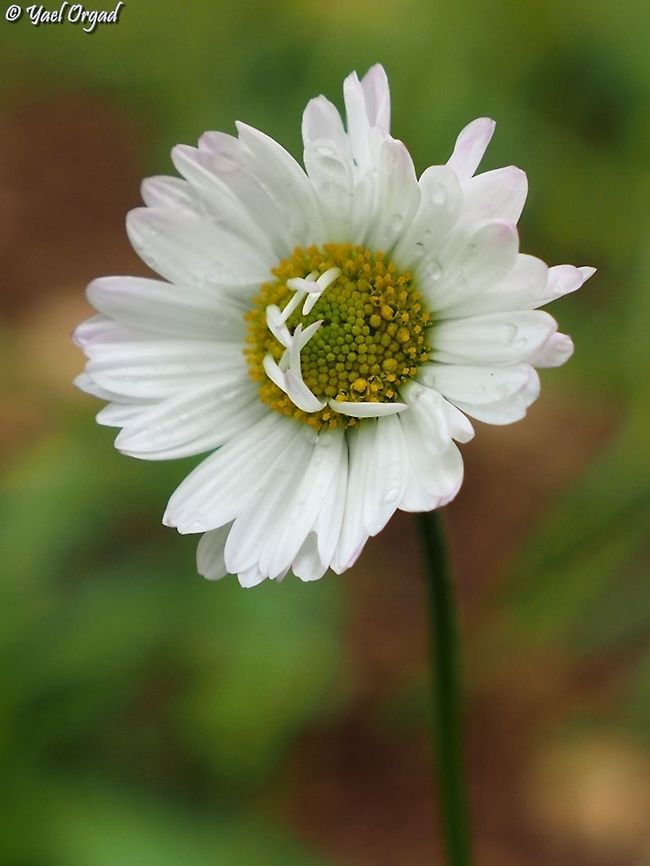 Bellis sylvestris  Bellis sylvestris,Fall,Geotagged,Israel