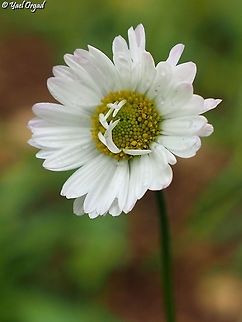 Bellis sylvestris  Bellis sylvestris,Fall,Geotagged,Israel