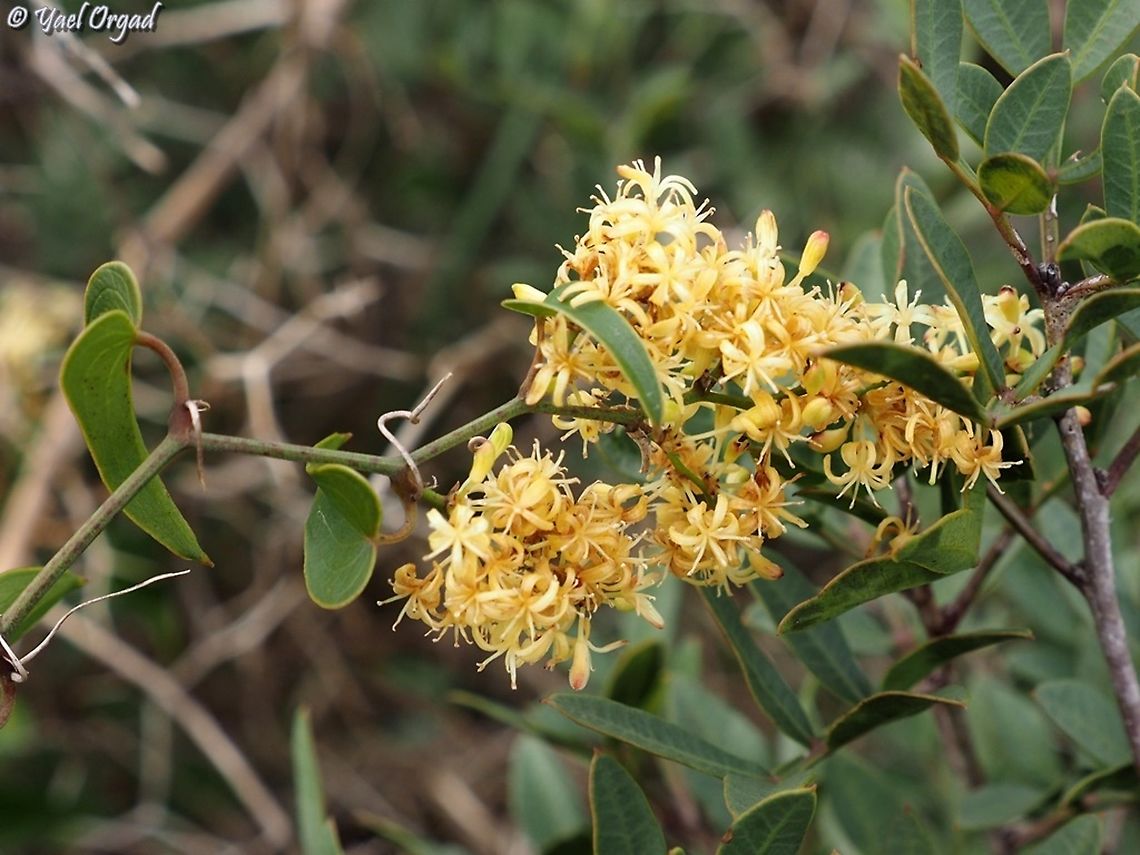 Smilax aspera  Common smilax,Fall,Geotagged,Israel,Smilax aspera