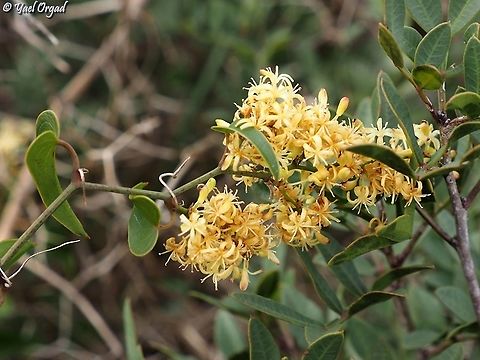 Smilax aspera  Common smilax,Fall,Geotagged,Israel,Smilax aspera