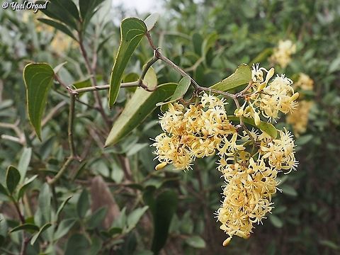 Smilax aspera  Common smilax,Fall,Geotagged,Israel,Smilax aspera
