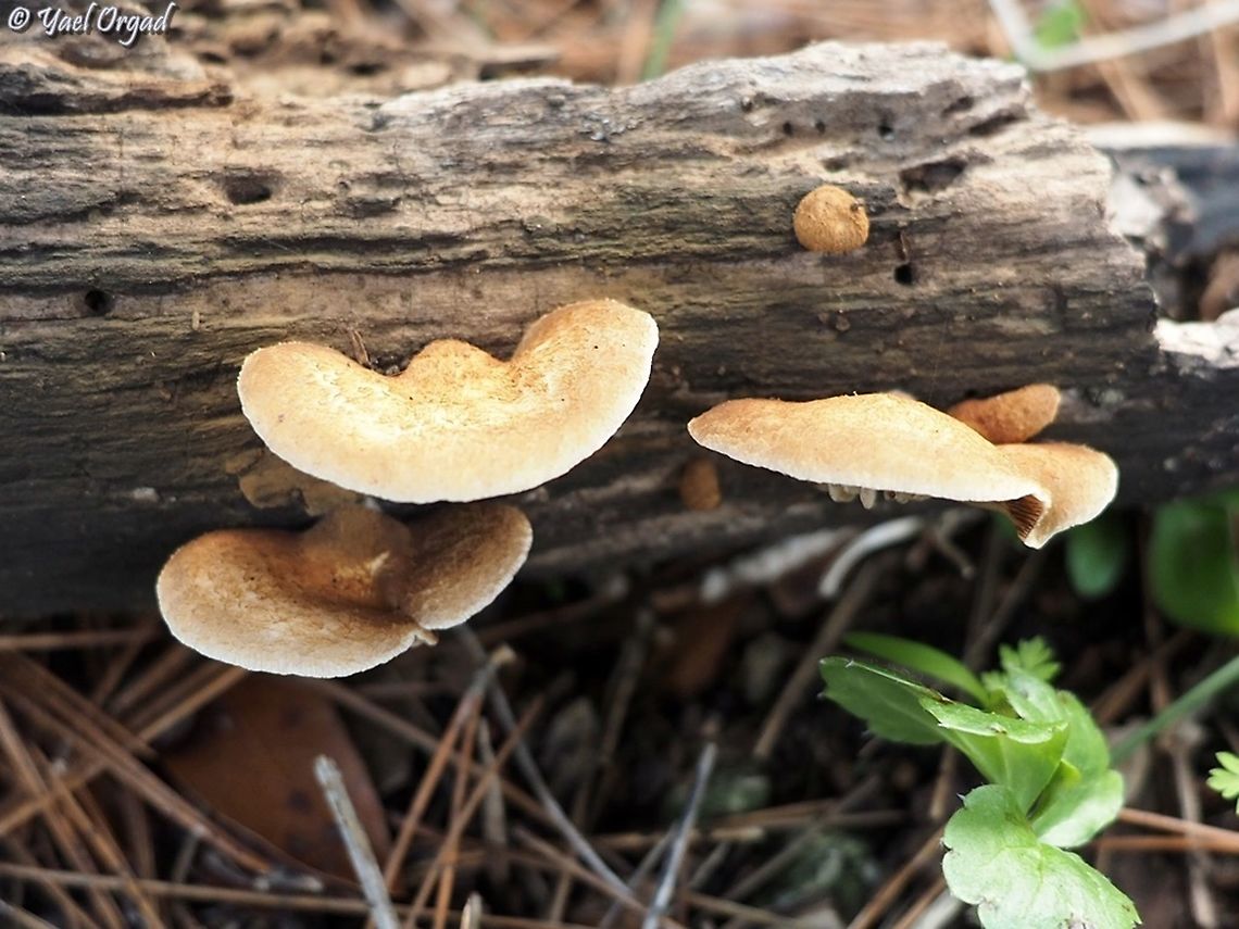 Tapinella panuoides  Fall,Geotagged,Israel,Tapinella panuoides