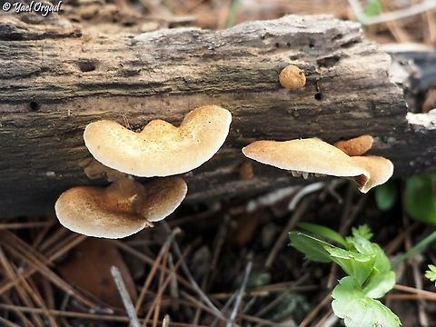 Tapinella panuoides  Fall,Geotagged,Israel,Tapinella panuoides