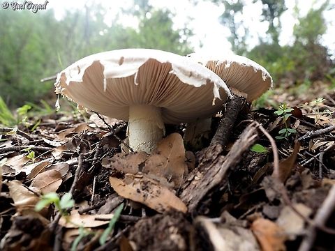 Amanita ovoidea  Amanita ovoidea,Fall,Geotagged,Israel